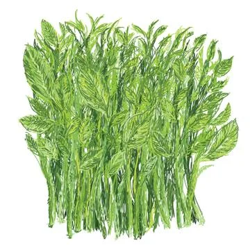 Sweet leaf bush Stock Illustration