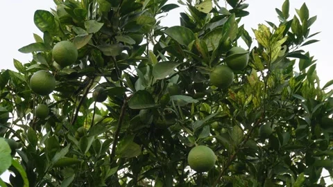 Sweet lime fruits Video stock 346726089