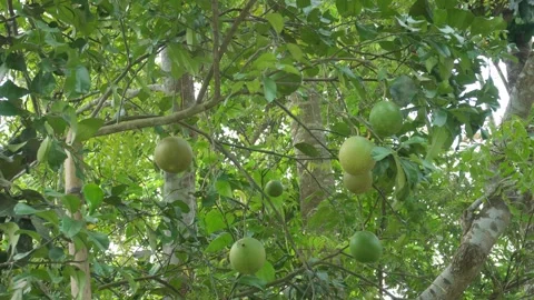 Sweet Lime Tree Stock-Footage 336685012