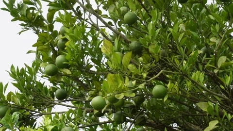 Sweet lime tree Stock-Footage 346129290