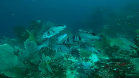 Sweet lips fish Stock Footage 246532554