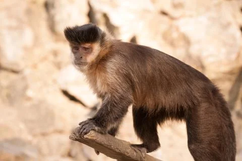 Sweet little monkey Stock Photos