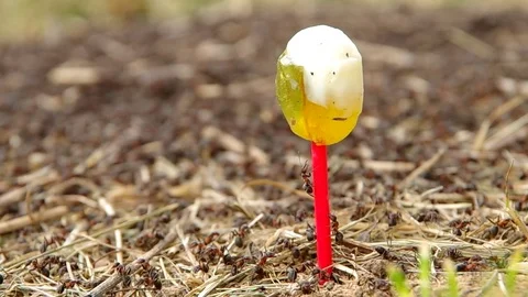 Sweet lollipop in anthills Stock Footage 70054482