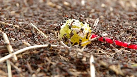Sweet lollipop in anthills Stock Footage 70055163
