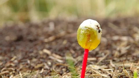 Sweet lollipop in anthills Stock Footage 70055198