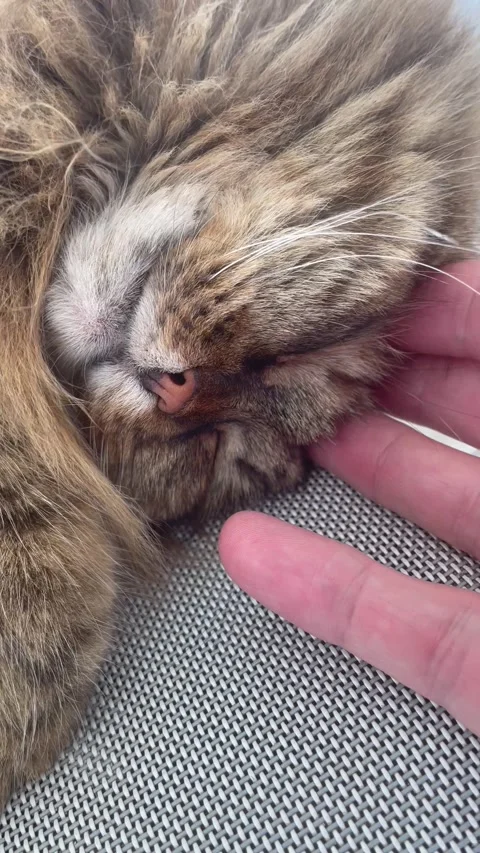 Sweet long haired cat in cuddling time Stock Footage 246140603