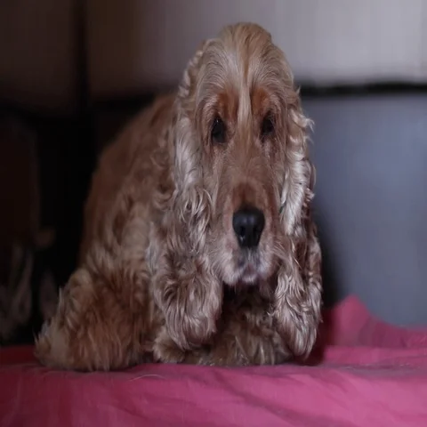 Sweet look, cocker dog Stock Footage 69598602