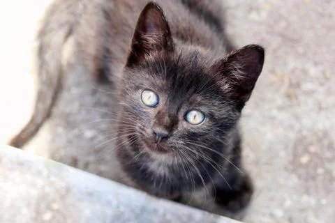 Sweet looking black kitty attentively looking past the camera Stock Photos