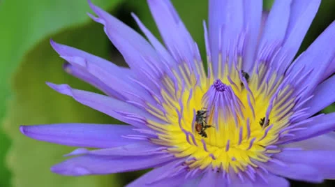 Sweet lotus with bees Stock Footage 26320677