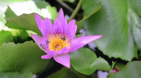 Sweet lotus with bees Stock Footage 26320842
