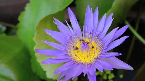Sweet lotus with bees Stock Footage 26320851