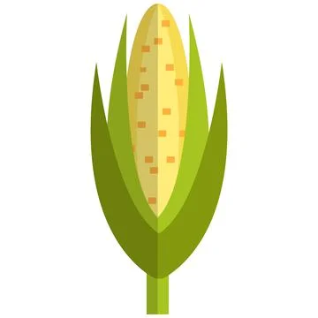Sweet maize icon, flat vector isolated illustration. Ear of corn. Farm fresh Stock Illustration