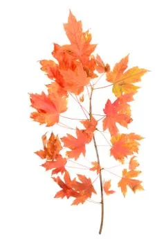 Sweet maple leaves Stock Photos