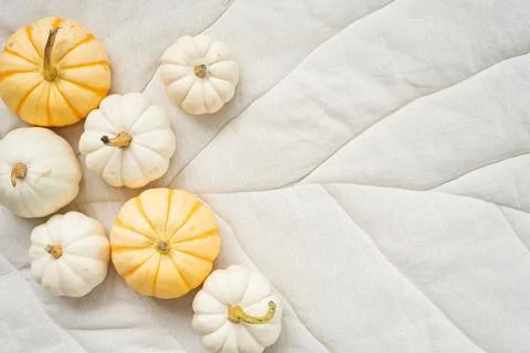 Sweet mini pumpkins on a beige leaf blanket with copy space. Thanksgiving Stock Photos