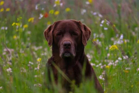 Sweet old labrador in a flower field Stock Photos