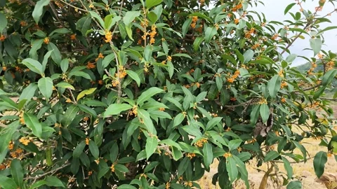 Sweet Olive Tree Flower Cluster Macro Stock Footage 345978329