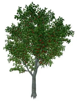 Sweet or wild cherry tree - 3D render 스톡 일러스트