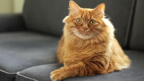 Sweet Orange Cat Sitting on Couch and Watching Someting Curiously Stock-Footage 96248352