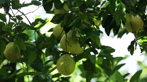 Sweet orange fruit on a tree branch, close-up shot, in Piraí do Norte, Bahia Stock Footage 317574930