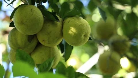 Sweet orange fruit on a tree branch, close-up shot, in Piraí do Norte, Bahia Stock Footage 317574957