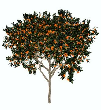 Sweet orange tree - 3D render Stock Illustration