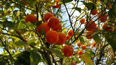Sweet orange tree against clear blue sky Stock Footage 233720427