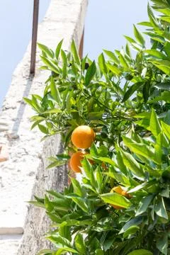 Sweet orange tree Foto stock