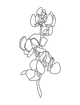 Sweet Pea April birth month flowers vector art. Stock Illustration