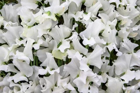 Sweet pea  Cathy Wright (Lathyrus oderatus) Stock Photos