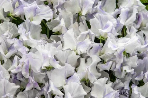 Sweet pea Dot Com (Lathyrus oderatus) Stock Photos