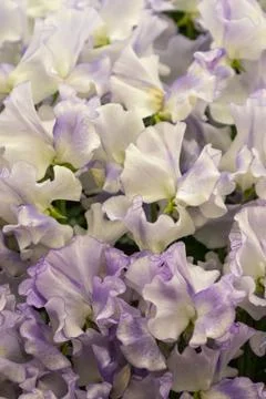 Sweet pea (Dot Com) 스톡 사진