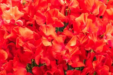 Sweet pea Fields of fire. Stock Photos
