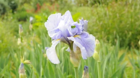 Sweet Pea Vidéo 380632