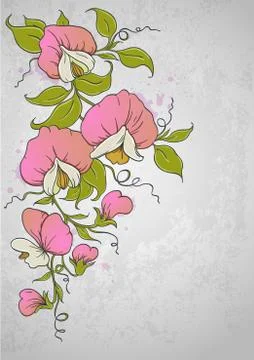 Sweet pea Stock Illustration