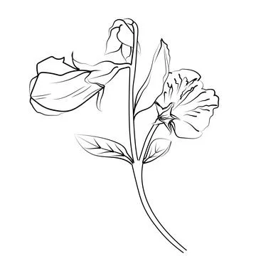 Sweet pea isolated on white background, sweet pea flower clip art Stock Illustration
