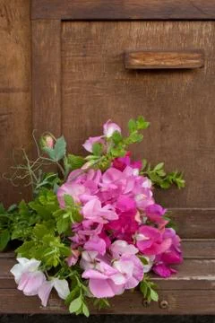 Sweet Pea Stock Photos