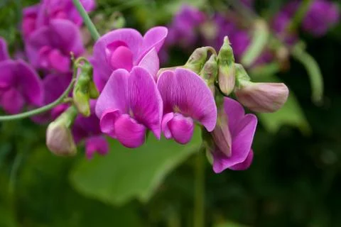 Sweet Pea Stock Photos