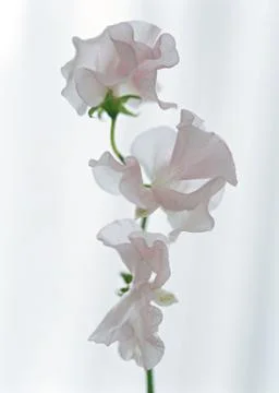 Sweet Pea Stock Photos