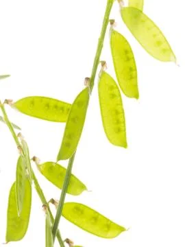 Sweet pea Stock Photos