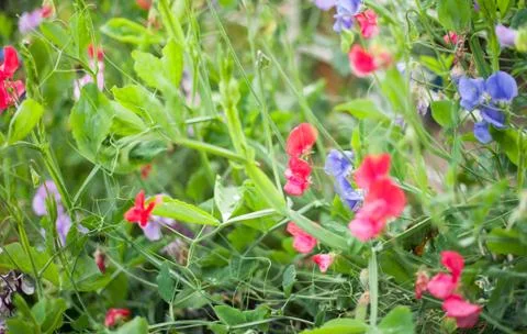 Sweet pea 스톡 사진