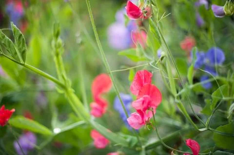 Sweet pea Foto stock