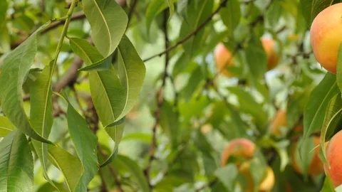 Sweet peaches on tree are ready to be harvested Stockbeeldmateriaal 70375618