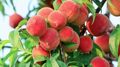 Sweet peaches on the tree Video stock 281440874