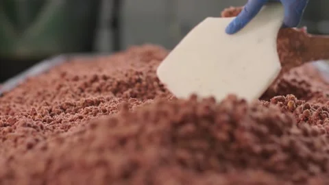 Sweet peanut production Stock Footage 296603664