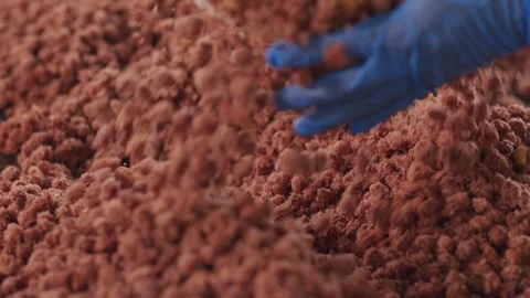 Sweet peanut production Stock Footage 296603665
