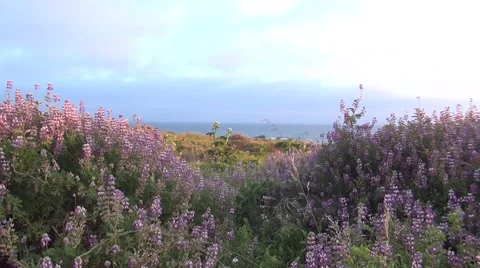 Sweet Peas Stock Footage 51023498