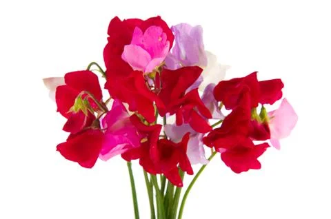 Sweet peas Stock Photos