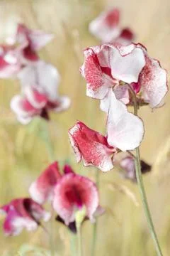 Sweet Peas Stock Photos