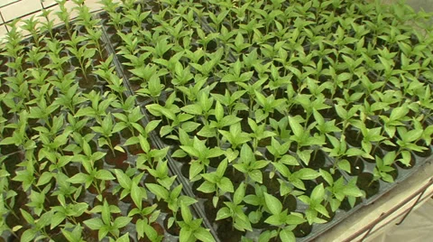 Sweet pepper bedding plants Stock Footage 39665010