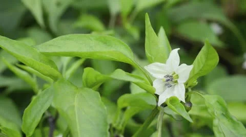 Sweet pepper (Capsicum annuum) Stock Footage 14923068